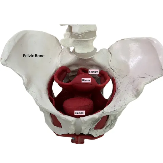 Female Pelvis Photo Image Picture