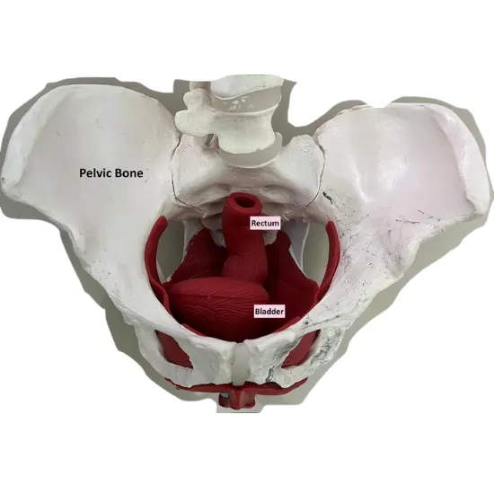 Male Pelvis Photo Image Picture