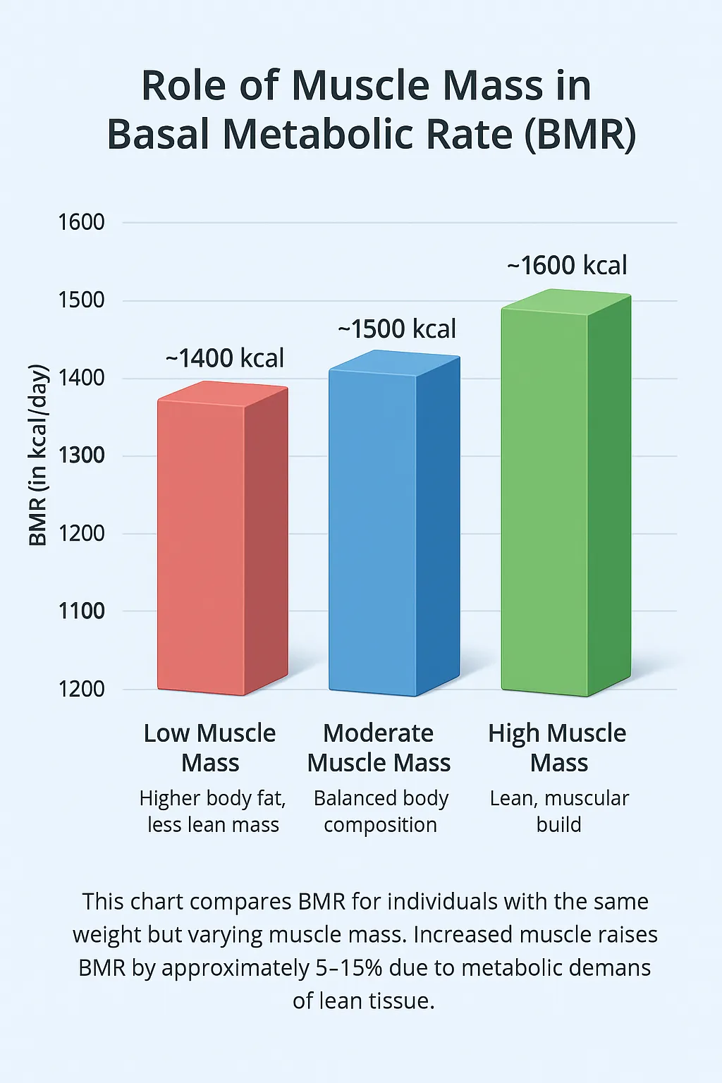 role of muscle mass in basal metabolic rate